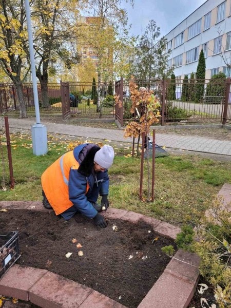 В Бресте будет высажено 50 тысяч тюльпанов В Бресте будет высажено 50 тысяч тюльпанов