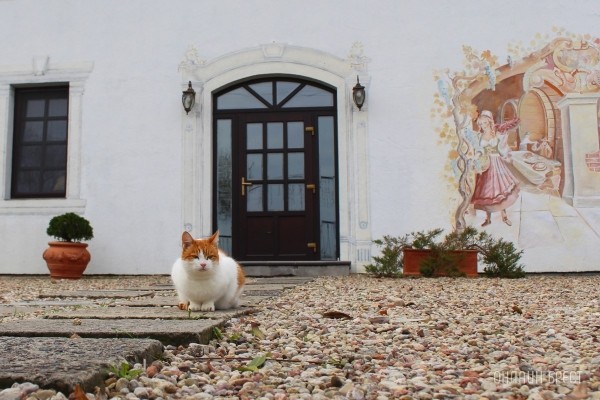 Запланируйте семейный отдых на антуражной вилле с бассейном и рестораном недалеко от Бреста. Аренда номеров, празднование торжеств в Villa Boutique Hotel