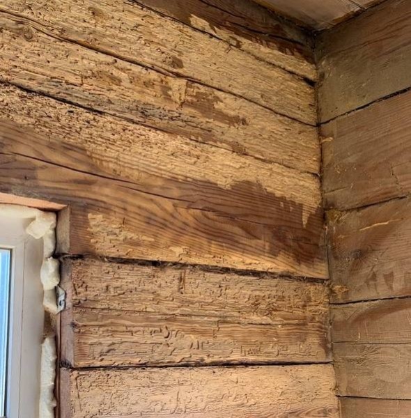 Девушка уехала из столицы в деревню в Березовском районе и нашла себе там дело — ремонтирует дом прадеда. И вот что у нее получилось Девушка уехала из столицы в деревню в Березовском районе и нашла себе там дело — ремонтирует дом прадеда. И вот что у нее получилось