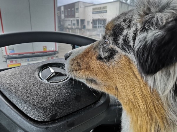 «Да хоть с крокодилом! Главное, чтобы в кабине было чисто!» Белоруска ушла в дальнобой и ездит... с собакой