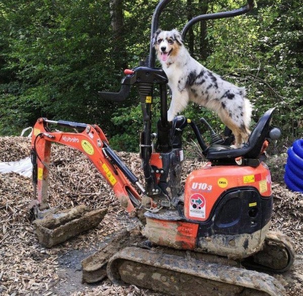 «Да хоть с крокодилом! Главное, чтобы в кабине было чисто!» Белоруска ушла в дальнобой и ездит... с собакой