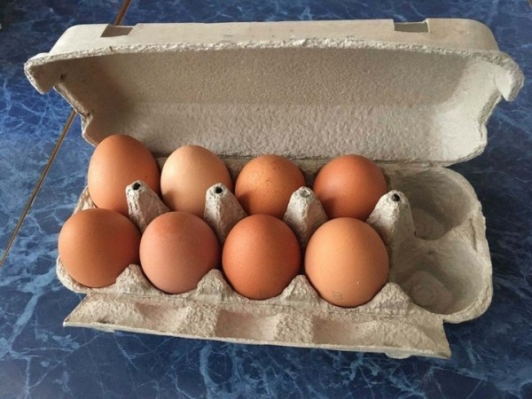 Может ли вылупиться цыпленок из магазинного яйца? Может ли вылупиться цыпленок из магазинного яйца?