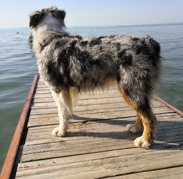 «Да хоть с крокодилом! Главное, чтобы в кабине было чисто!» Белоруска ушла в дальнобой и ездит... с собакой