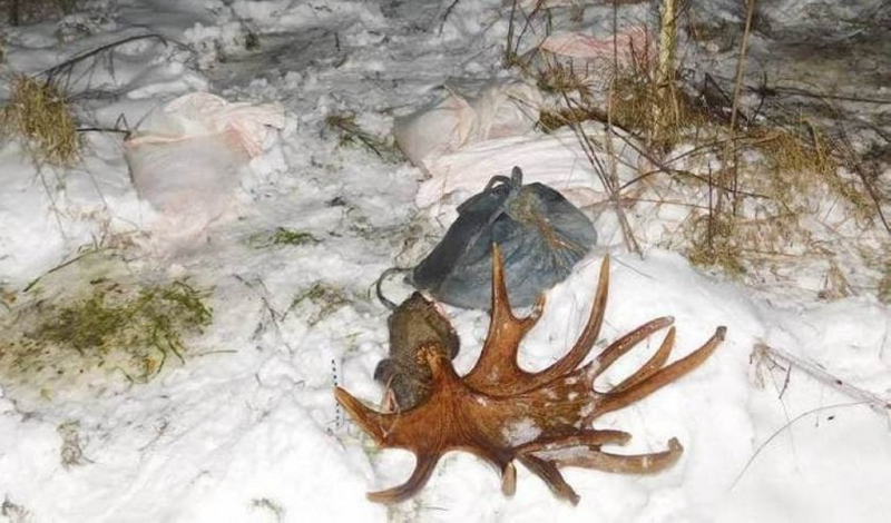 Ущерб составил 38 тысяч рублей: охота на трофейного лося привела к уголовному делу
