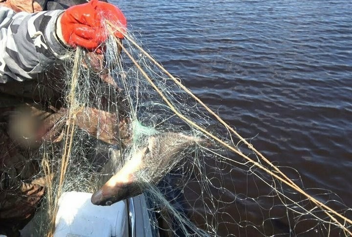 Вот что будет, если в Беларуси выловить краснокнижную рыбу сетью Вот что будет, если в Беларуси выловить краснокнижную рыбу сетью