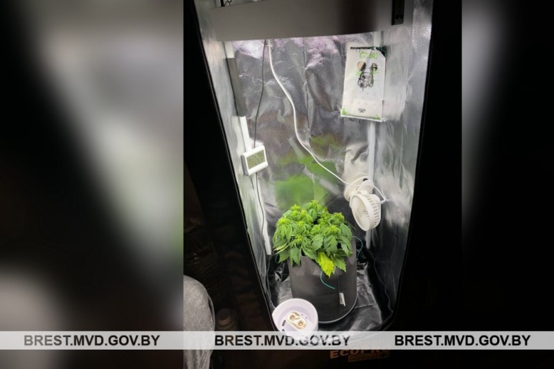 29-летний брестчанин выращивал коноплю в квартире. Вот что он рассказал правоохранителям 29-летний брестчанин выращивал коноплю в квартире. Вот что он рассказал правоохранителям