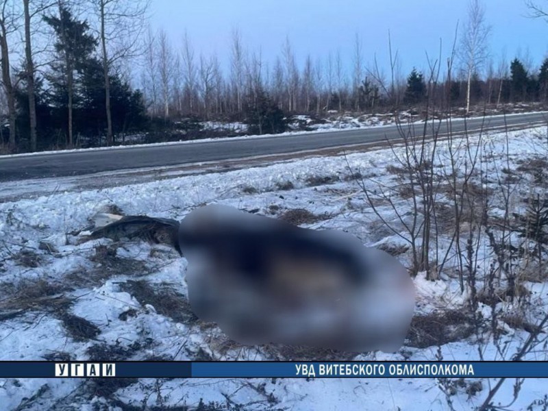 В ДТП с диким животным погиб 24-летний водитель