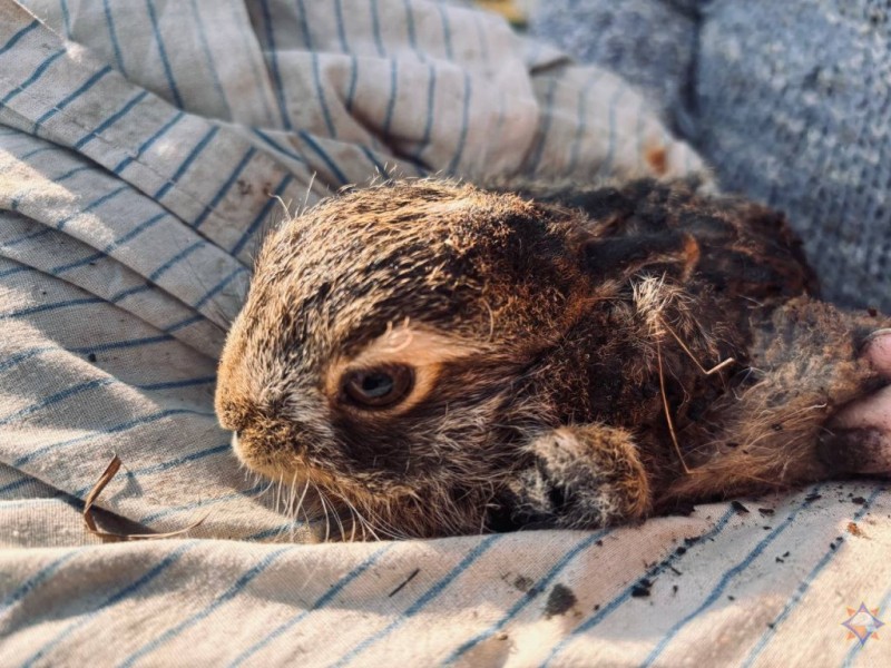 В Беларуси женщина спасла зайчика из горящей травы — видео