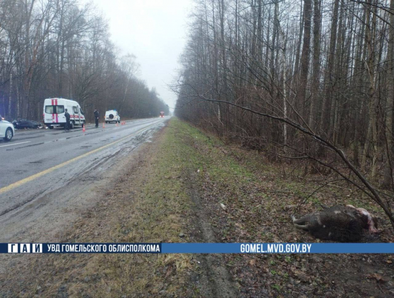 Лось выбежал на трассу: жесткое ДТП унесло жизнь молодого водителя Лось выбежал на трассу: жесткое ДТП унесло жизнь молодого водителя