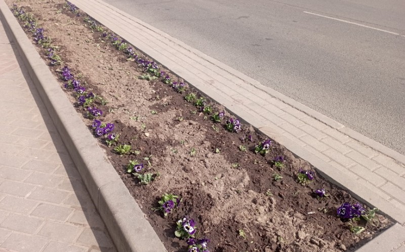 Меньше суток понадобилось милиции, чтобы найти тех, кто вырвал тюльпаны на клумбе в центре Барановичей Меньше суток понадобилось милиции, чтобы найти тех, кто вырвал тюльпаны на клумбе в центре Барановичей