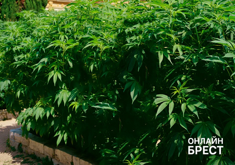 Житель Барановичей случайно нашел коноплю, решил продать и получил срок Житель Барановичей случайно нашел коноплю, решил продать и получил срок