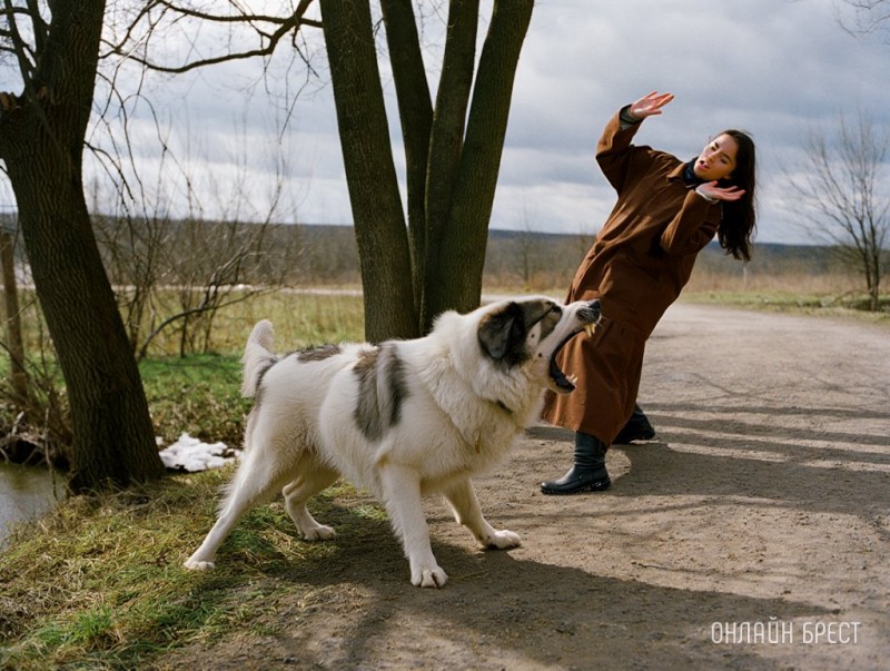 Прогулка превратилась в кошмар: «московская сторожевая» разорвала руку женщине Прогулка превратилась в кошмар: «московская сторожевая» разорвала руку женщине
