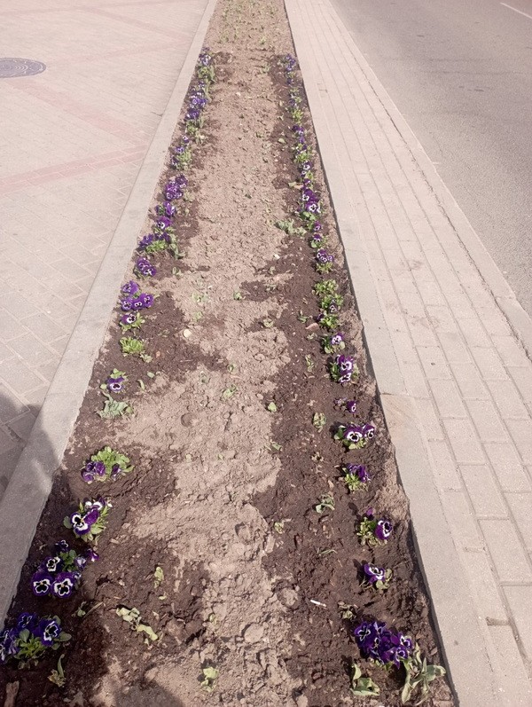 Меньше суток понадобилось милиции, чтобы найти тех, кто вырвал тюльпаны на клумбе в центре Барановичей Меньше суток понадобилось милиции, чтобы найти тех, кто вырвал тюльпаны на клумбе в центре Барановичей