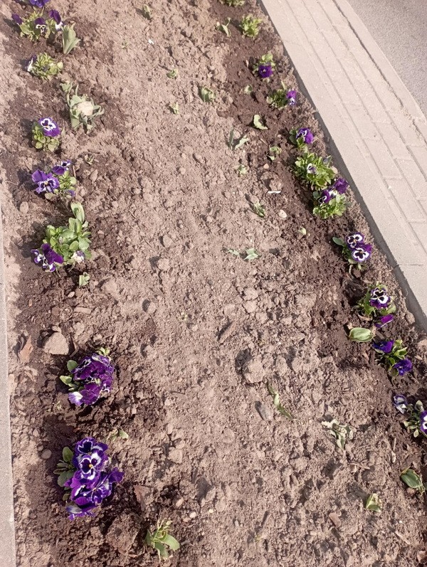 Меньше суток понадобилось милиции, чтобы найти тех, кто вырвал тюльпаны на клумбе в центре Барановичей Меньше суток понадобилось милиции, чтобы найти тех, кто вырвал тюльпаны на клумбе в центре Барановичей