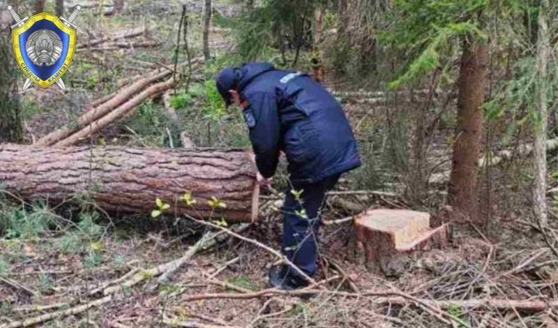 На белоруса упало дерево — он погиб На белоруса упало дерево — он погиб