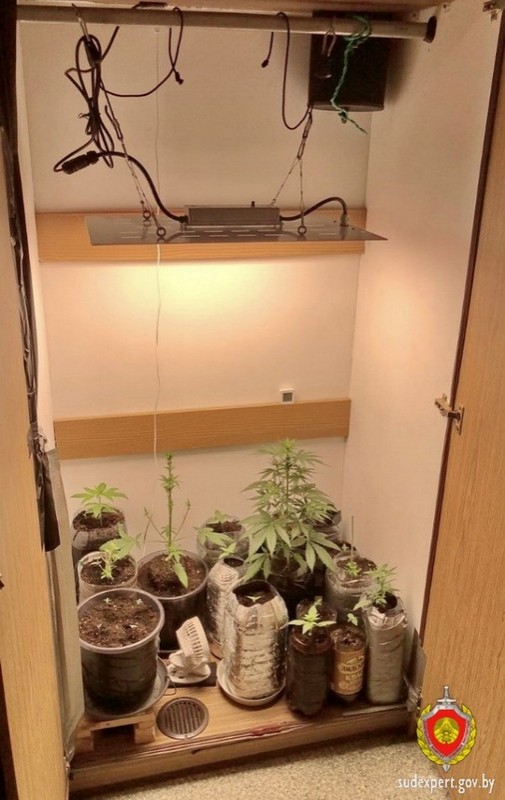 Белорус выращивал коноплю в шкафу — возбуждено уголовное дело