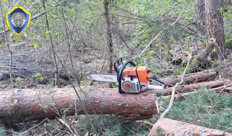 На белоруса упало дерево — он погиб На белоруса упало дерево — он погиб