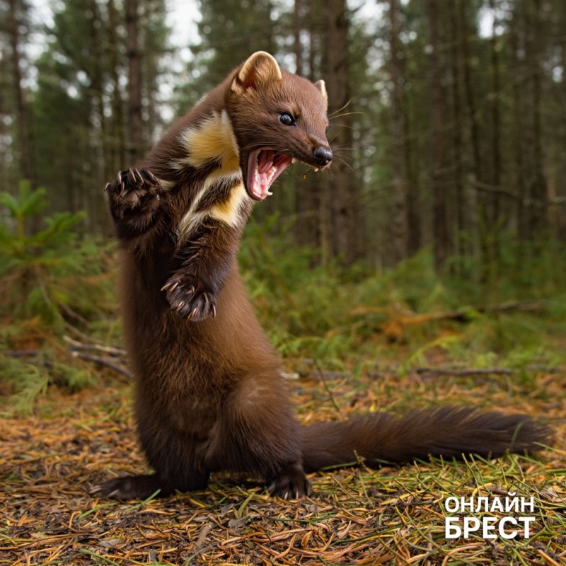 В Жабинке на подростка на улице напала бешеная куница В Жабинке на подростка на улице напала бешеная куница