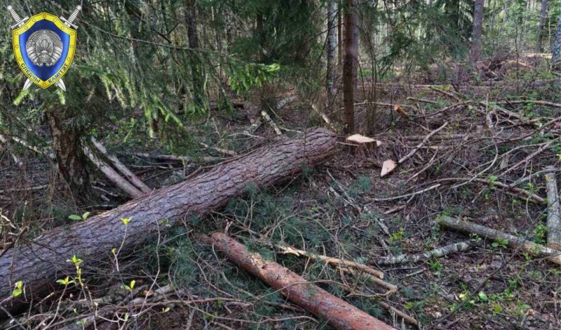 На белоруса упало дерево — он погиб На белоруса упало дерево — он погиб