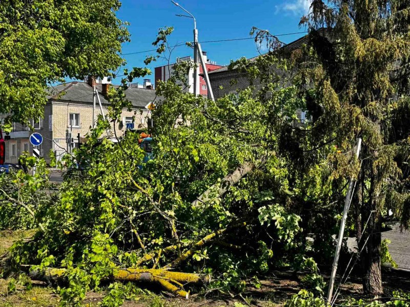 В Барановичах дерево упало на движущийся автомобиль