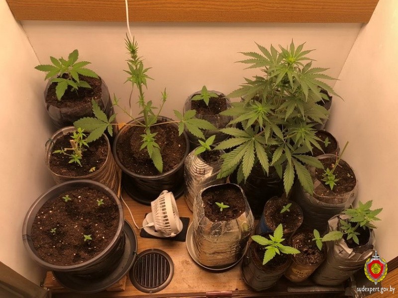 Белорус выращивал коноплю в шкафу — возбуждено уголовное дело