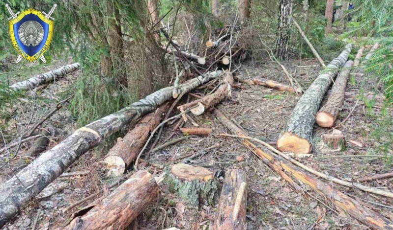 На белоруса упало дерево — он погиб На белоруса упало дерево — он погиб