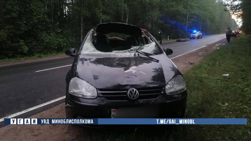 В Беларуси Volkswagen столкнулся с лосем — пострадали два человека В Беларуси Volkswagen столкнулся с лосем — пострадали два человека