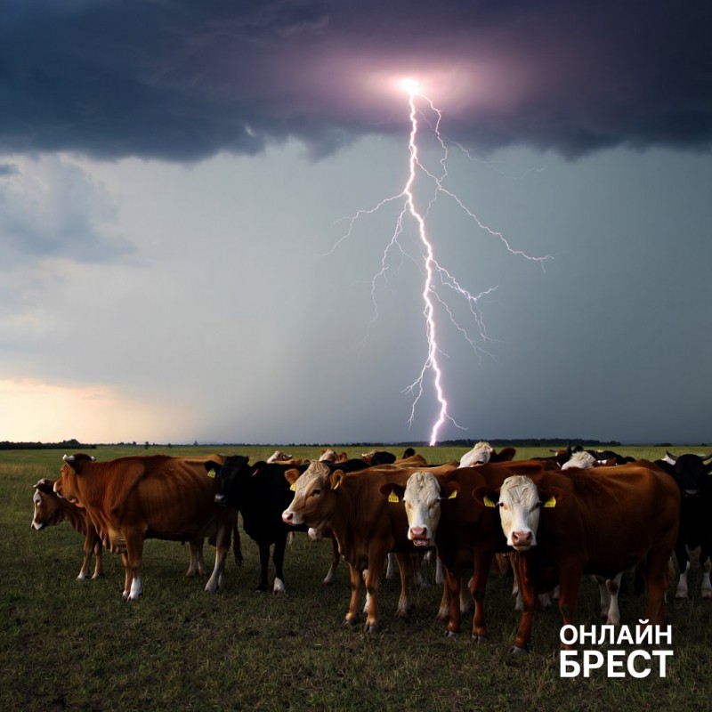 В Беларуси мужчина чудом выжил после удара молнии, которая убила 71 корову