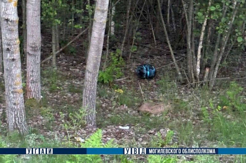 В Беларуси погиб мотоциклист – он столкнулся с лосем В Беларуси погиб мотоциклист – он столкнулся с лосем