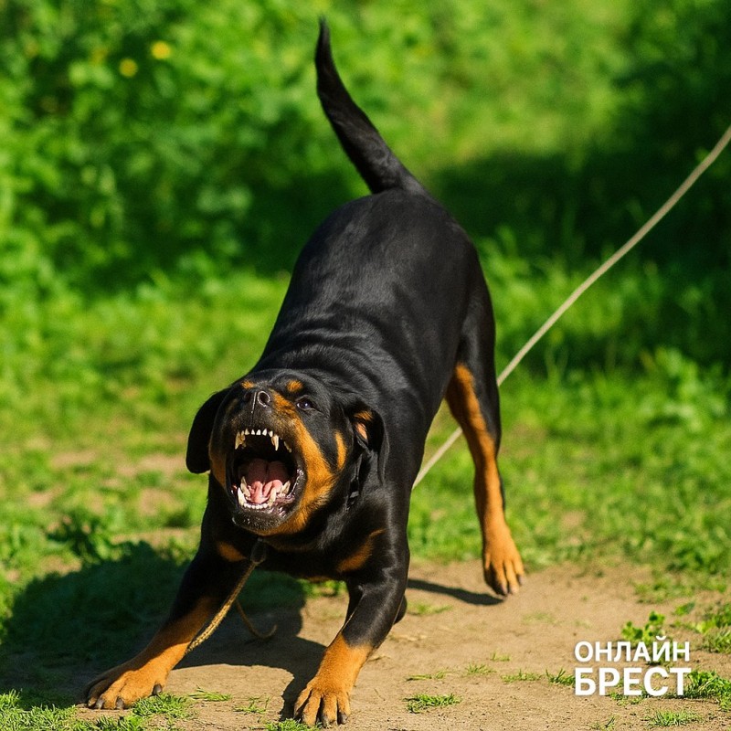 В Беларуси ротвейлер напал на 6-летнего ребенка В Беларуси ротвейлер напал на 6-летнего ребенка