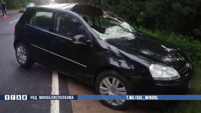 В Беларуси Volkswagen столкнулся с лосем — пострадали два человека В Беларуси Volkswagen столкнулся с лосем — пострадали два человека