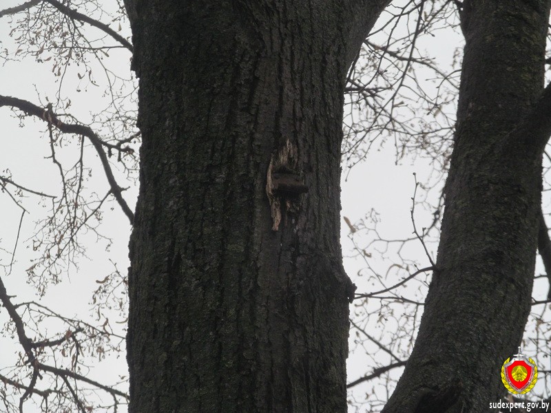 В Лунинце мужчина получил тяжкие телесные повреждения от упавшего скворечника В Лунинце мужчина получил тяжкие телесные повреждения от упавшего скворечника