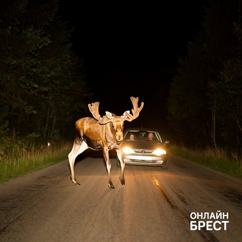 ДТП с животными. В каких случаях полагаются страховые выплаты