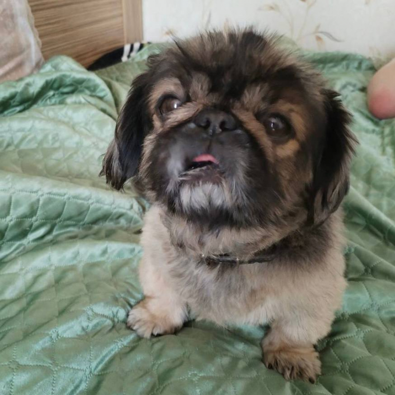 В Брестской области 9-летний мальчик ударил несколько раз ногой собаку. Милиция отреагировала